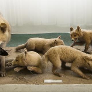 Zoologická expozice