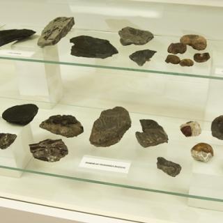 Stálá přírodovědná expozice