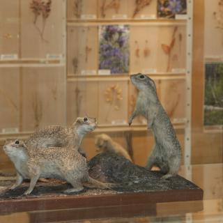 Zoologická expozice