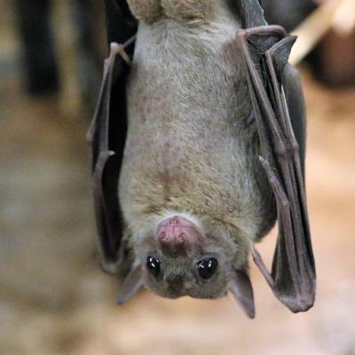 Odpoledne s tajemnými nočními letci Šumavy- netopýry