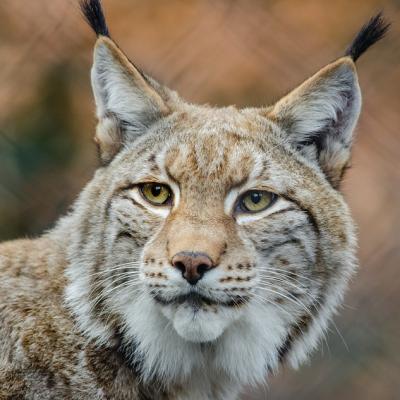 Odpoledne s rysem ostrovidem