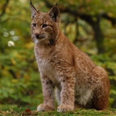 Den s rysem ostrovidem