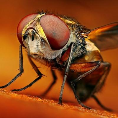 Makrofotografie hmyzu a rostlin