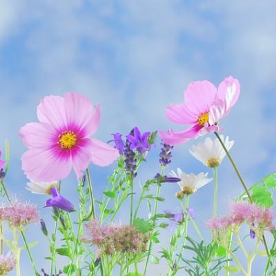 Rostliny plané a kulturní