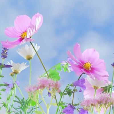 Byliny v mýtech, magii a léčitelství