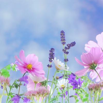 I plevele mají krásné květy