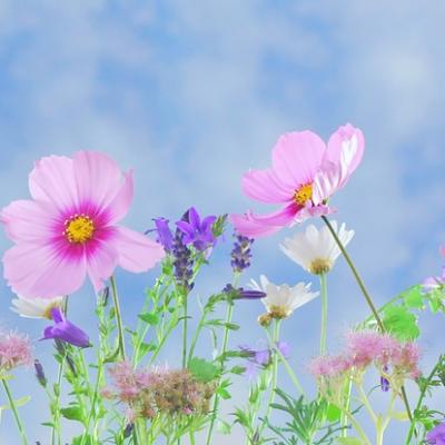 Kvetoucí poklady na Zlaté stezce