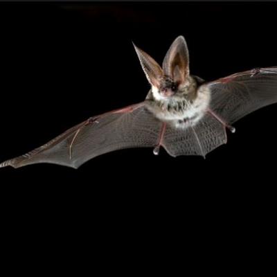 Den s tajemnými nočními letci Šumavy - netopýry