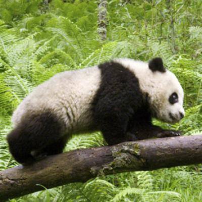 Earth: Den na zázračné planetě