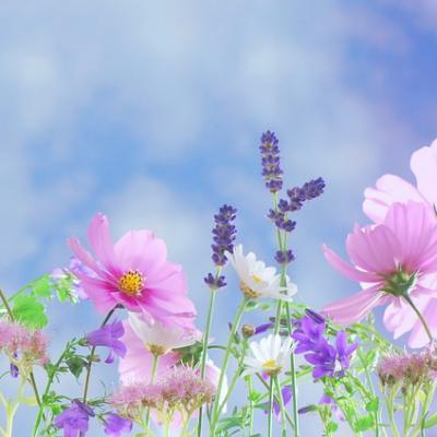 I plevele mají krásné květy