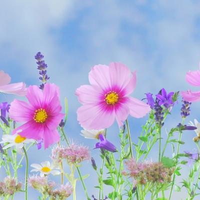 Rostliny našich babiček