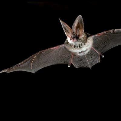 Den s tajemnými nočními letci Šumavy - netopýry