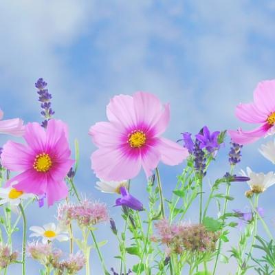 Tradice šumavského a pošumavského bylinkářství