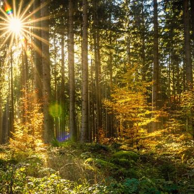 Po stopách šumavských zálesáků