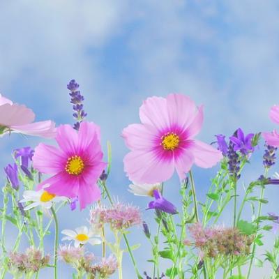 Letní vycházka za přírodou a historií