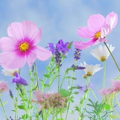 Jedovaté rostliny v přírodě