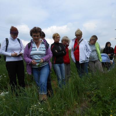 Rostliny plané a kulturní