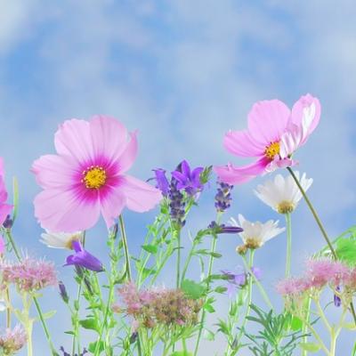 Kvetoucí poklady podzimu