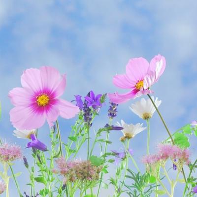 Byliny v mýtech, magii a léčitelství