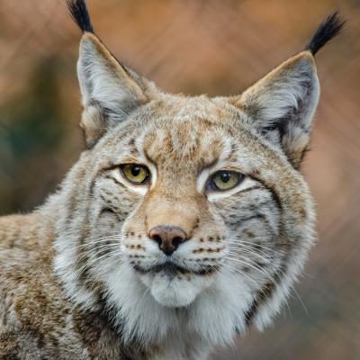 Mezinárodní den rysů