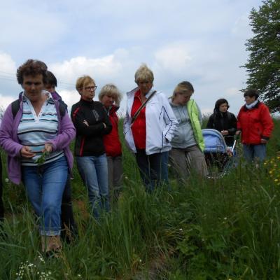 Rostliny plané a kulturní