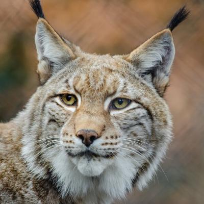 Odpoledne s rysem ostrovidem