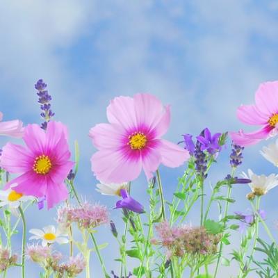 Rostliny našich babiček