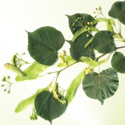 Sázení lípy na Červené