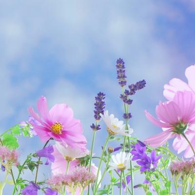 I plevele mají krásné květy