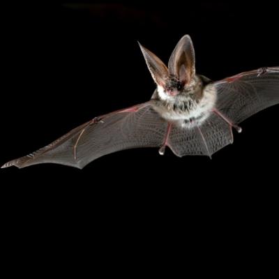 Odpoledne s tajemnými nočními letci Šumavy - netopýry