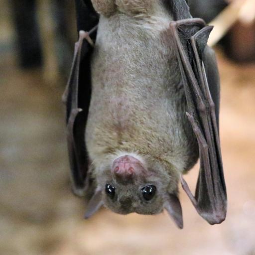 Odpoledne s tajemnými nočními letci Šumavy- netopýry