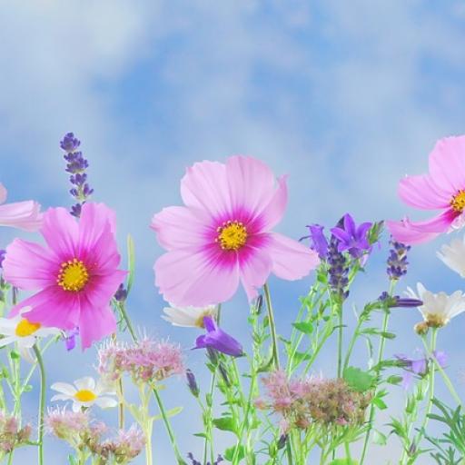 Jedovaté rostliny v přírodě