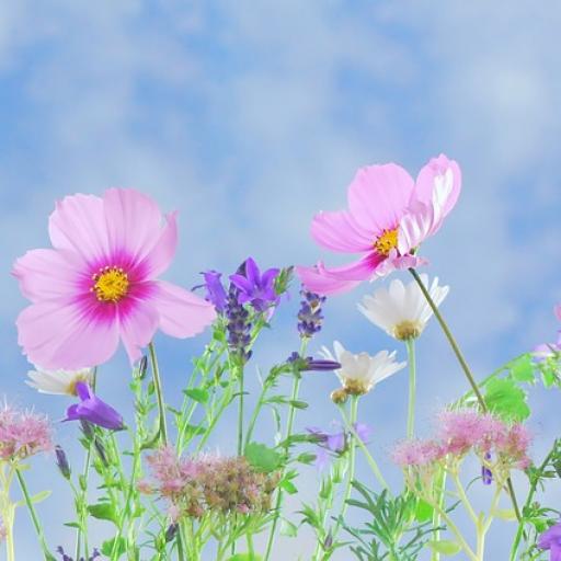 Kvetoucí poklady podzimu