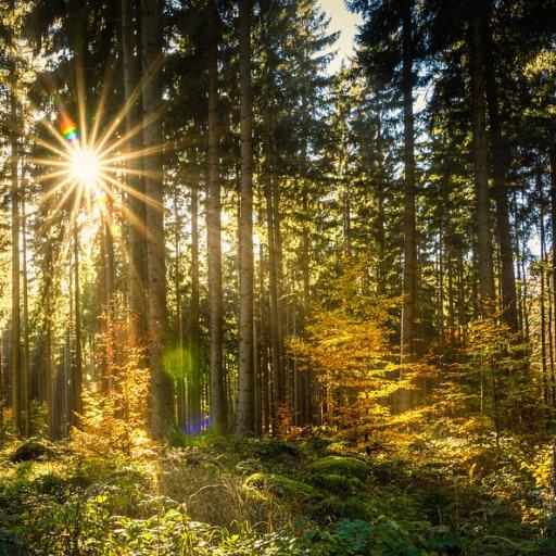 Po stopách Šumavských zálesáků