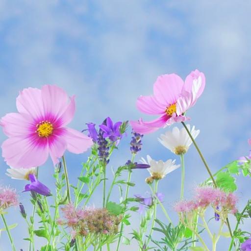 Kvetoucí poklady na Zlaté stezce