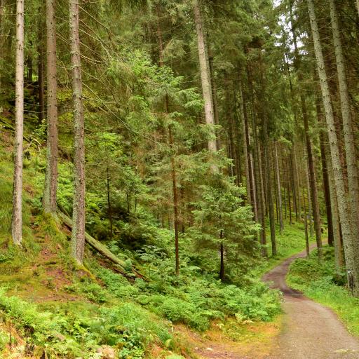 Rostliny, stromy, keře a jejich využití v kuchyni