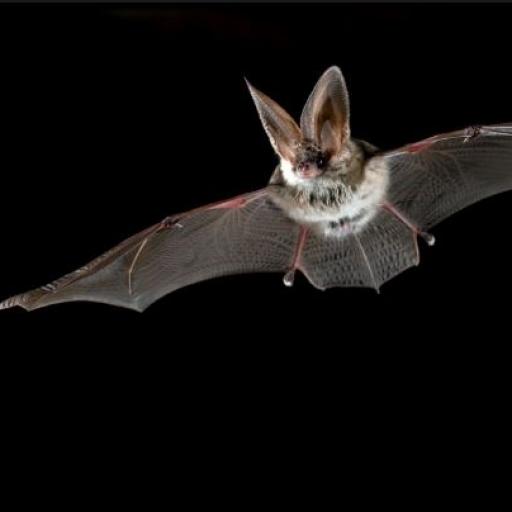 Den s tajemnými nočními letci Šumavy - netopýry