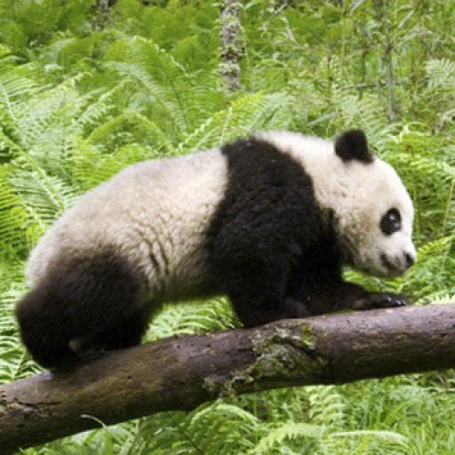 Earth: Den na zázračné planetě