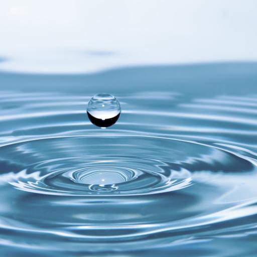 Rostliny, stromy, keře a jejich využití v kuchyni