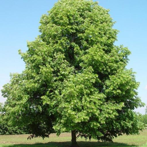 Lípa republiky 2018