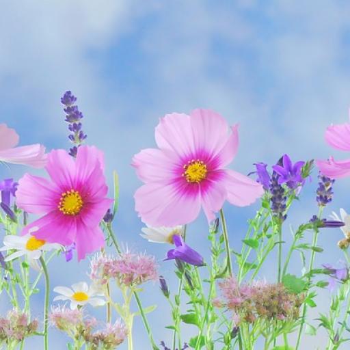 Rostliny našich babiček