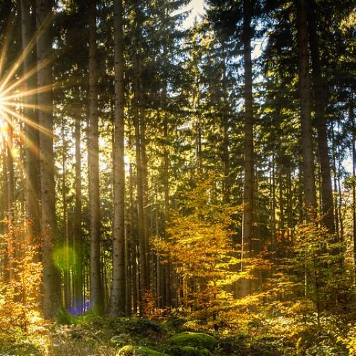 Projekt biomonitoring