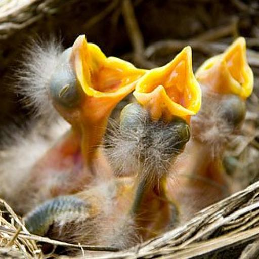 Kdepak ty, ptáčku, hnízdo máš? aneb za šumavskou flórou a faunou.