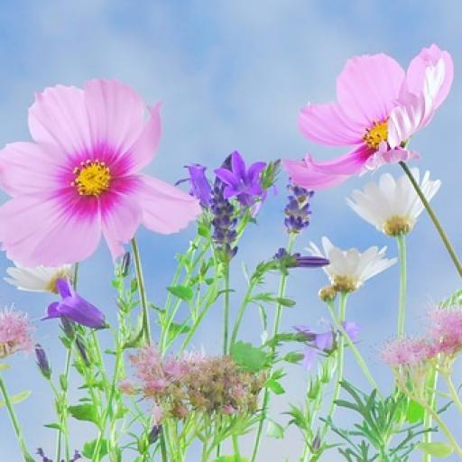 Jedovaté rostliny v přírodě