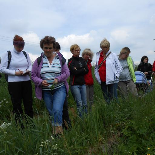 Rostliny plané a kulturní