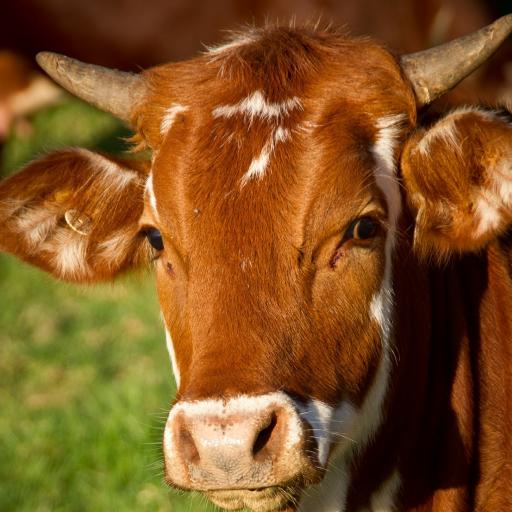 Oslava výročí Statku Kašperské Hory s. r. o.