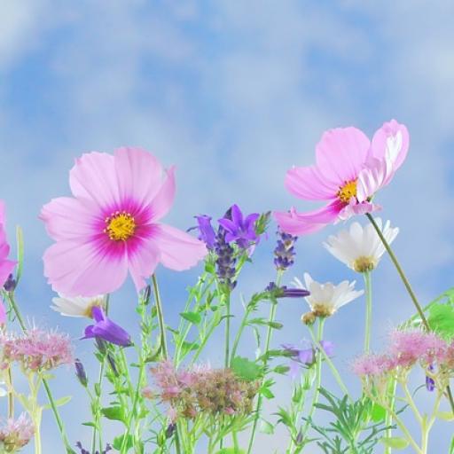 Kvetoucí poklady podzimu