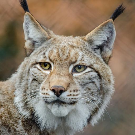 Odpoledne s rysem ostrovidem