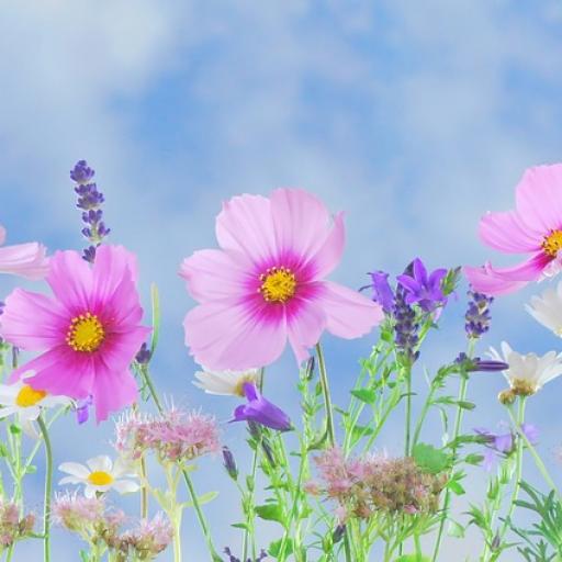 Rostliny našich babiček