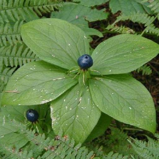 Jedovaté rostliny v přírodě